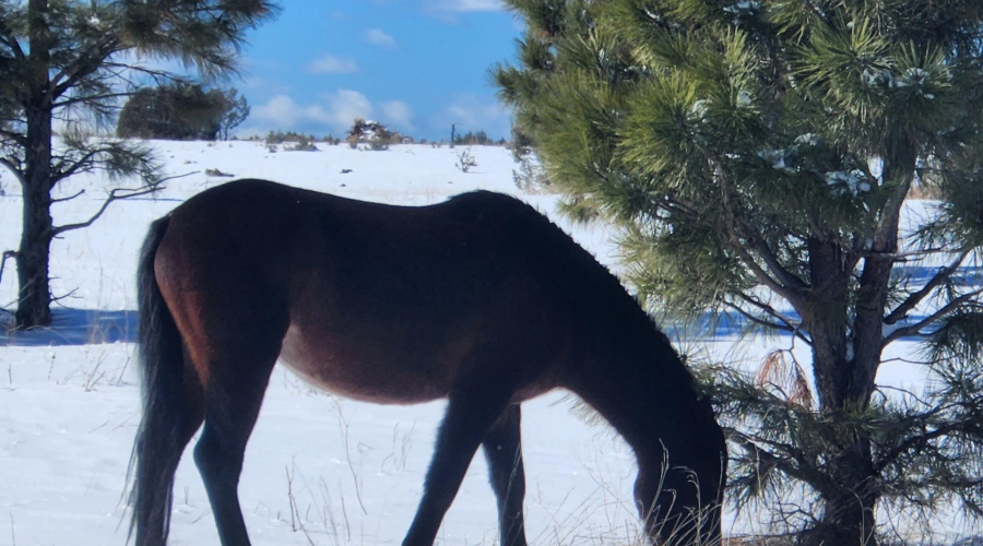 WILD HORSES VISITNG BEHIND THE CABIN