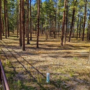 Trees and Fence