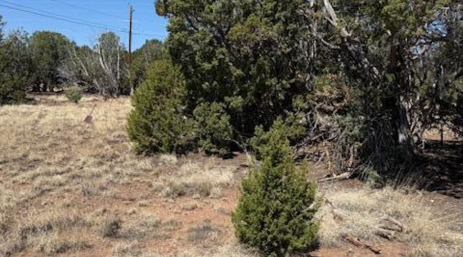 Junipers