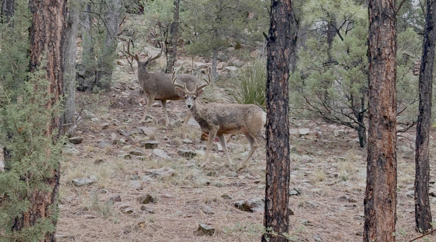 Visitors Seen from The Rear Deck
