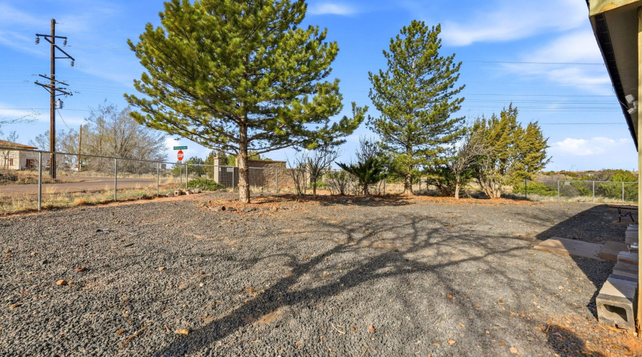 Lots of trees in back yard