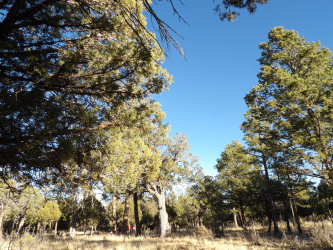 2570 Kettle Way, Happy Jack, Arizona 86024, ,Land,For Sale,Kettle,93559