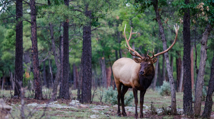 Happy Jack Ranch Wildlife