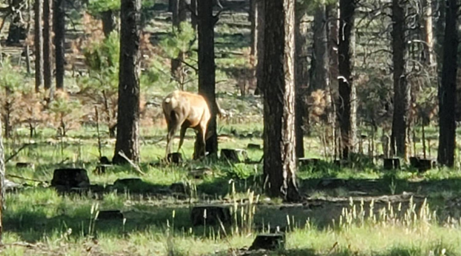 Abundant Wildlife
