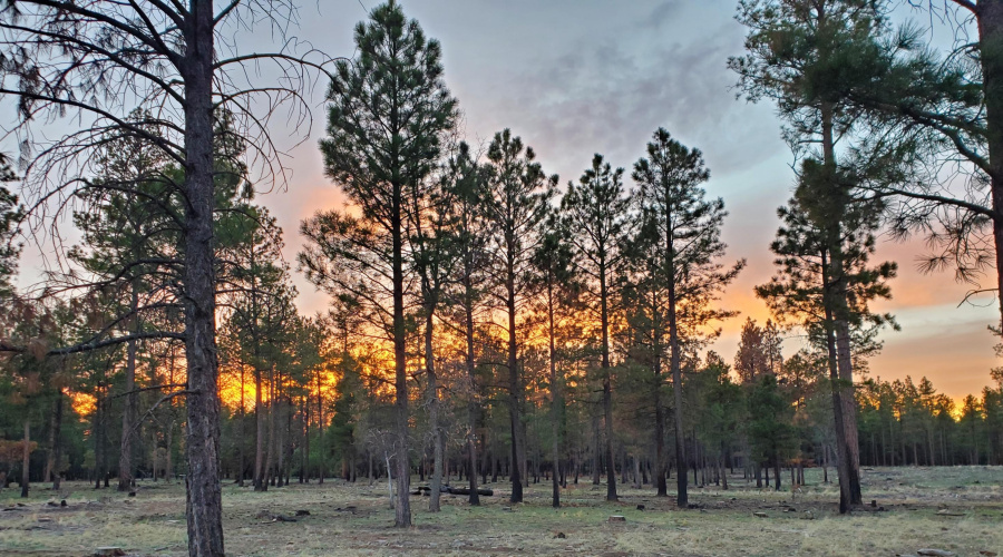 Happy Jack Ranch