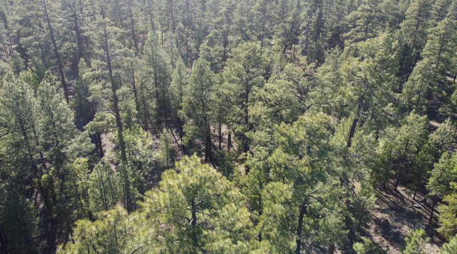 Heavily Treed Lot