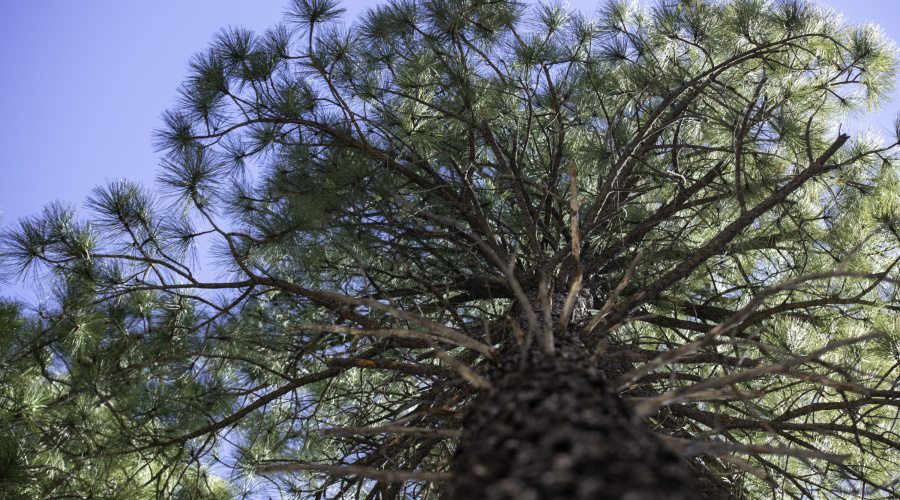 Towering Pines