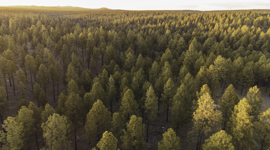 Forest Forever