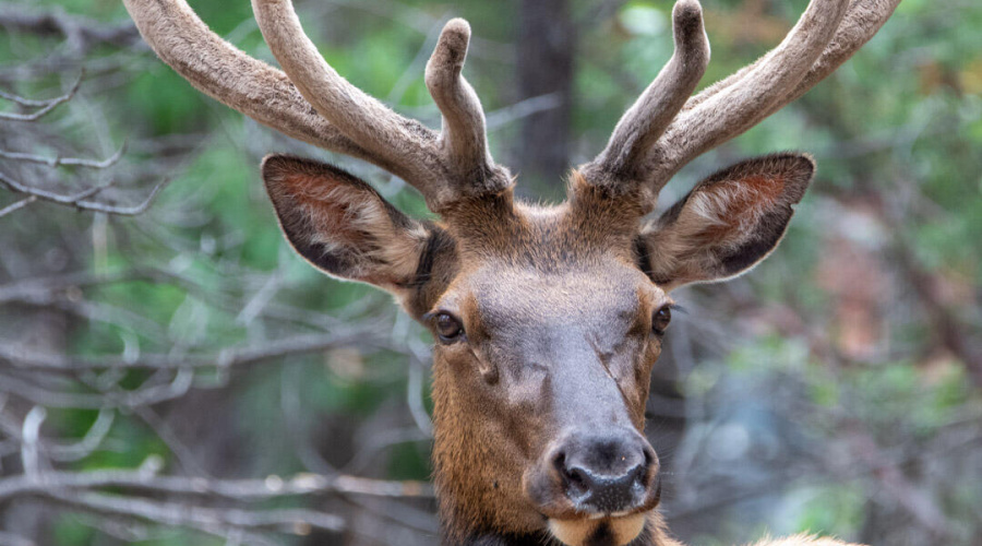 Velvet Antler