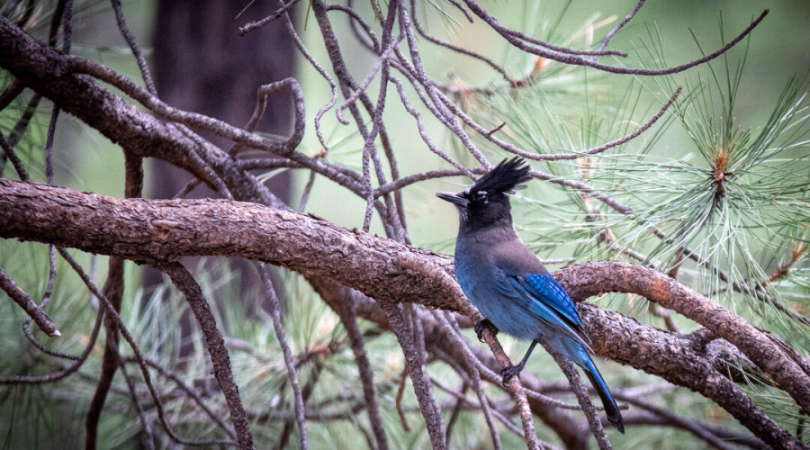 HJ Blue Jay