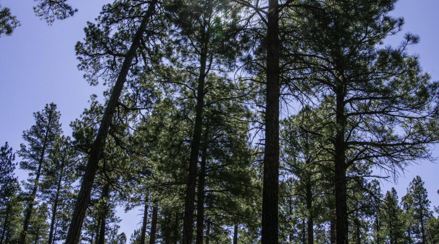 Majestic Pines