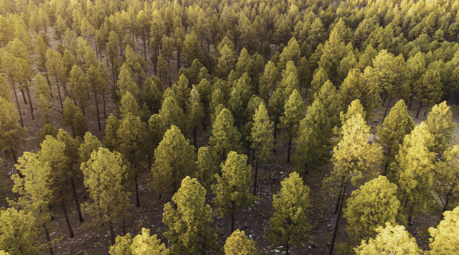 DJI_0746