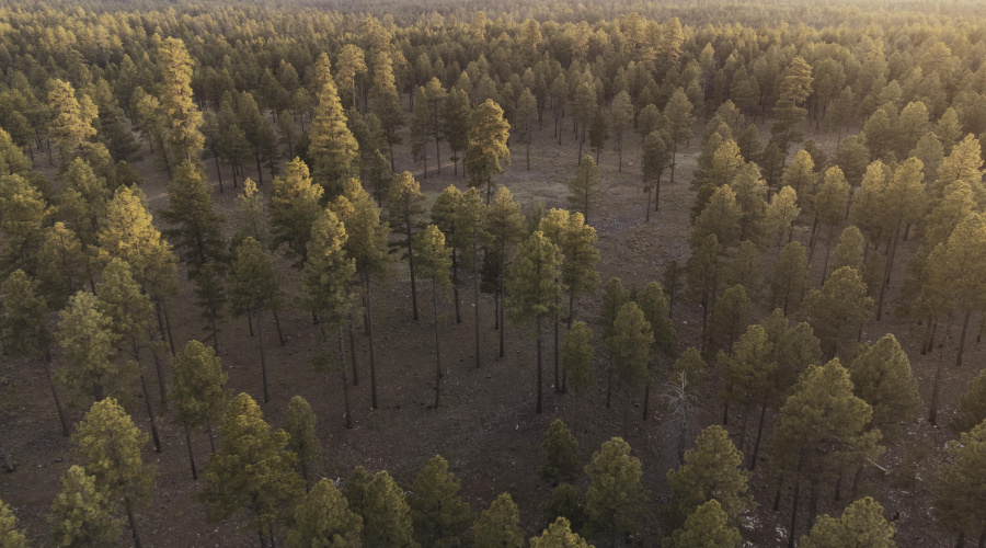 DJI_0755