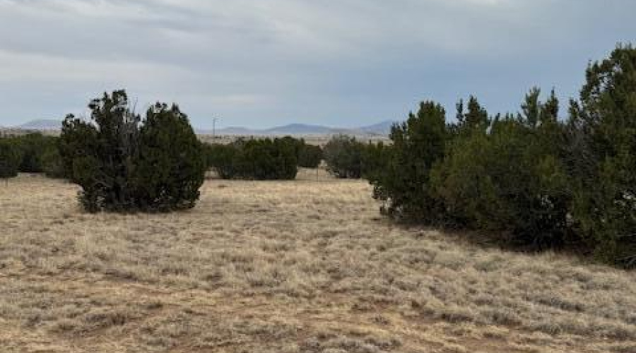 Junipers