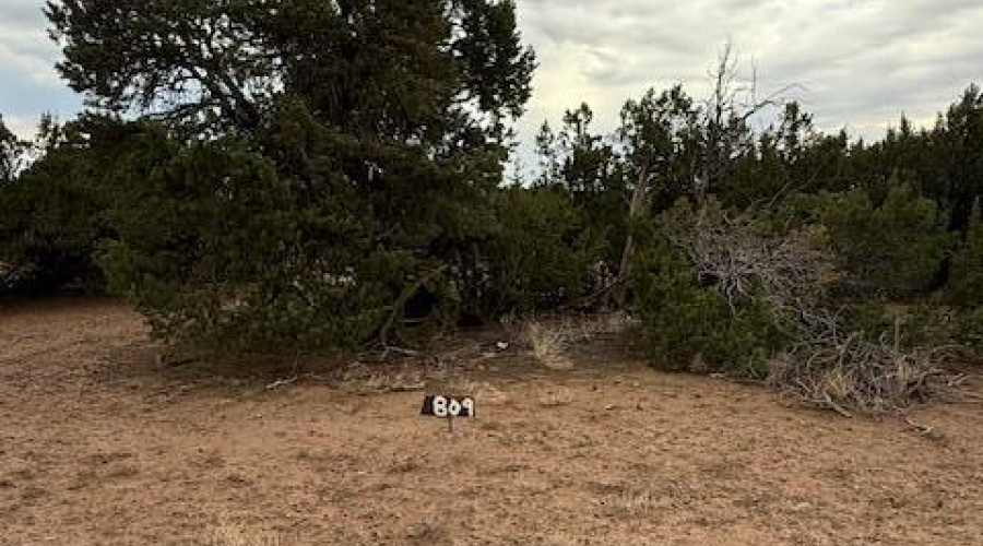 Vegetation