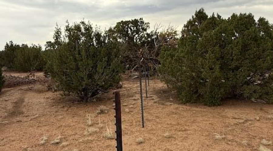 Wire Fence
