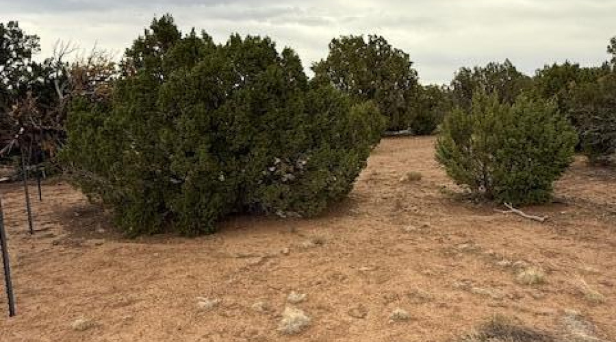 Vegetation