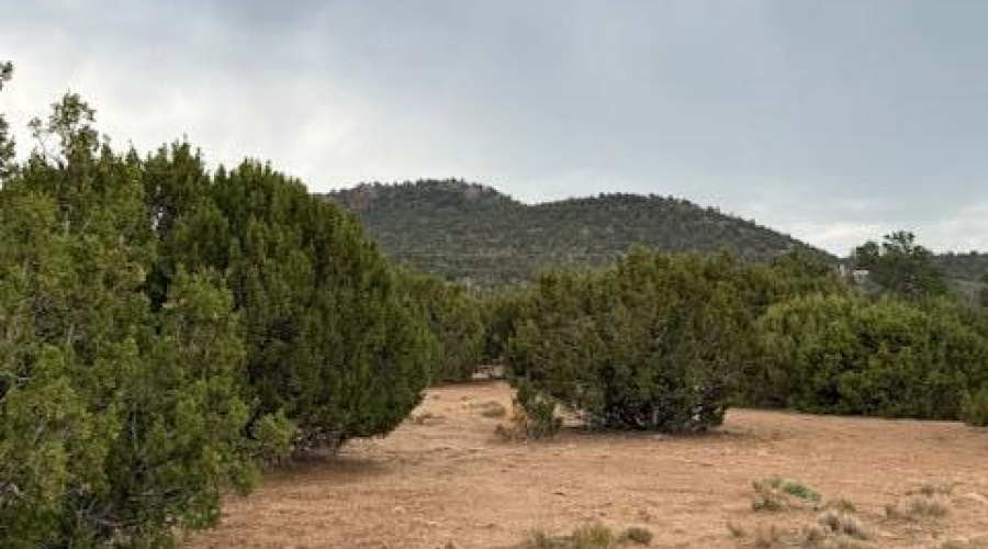 Junipers