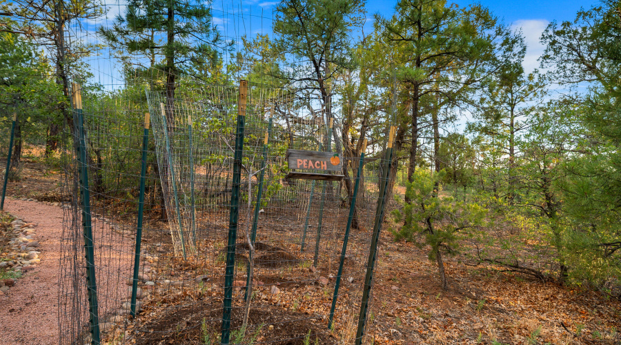 Fruit Trees