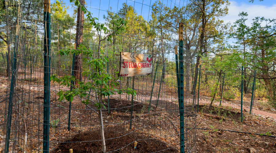 Fruit Trees