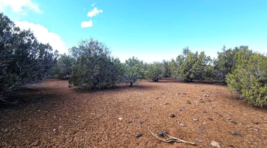 Heavily treed