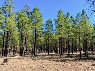 1947 Pine Canyon Drive, Happy Jack, Arizona 86024, ,Land,For Sale,Pine Canyon,93608