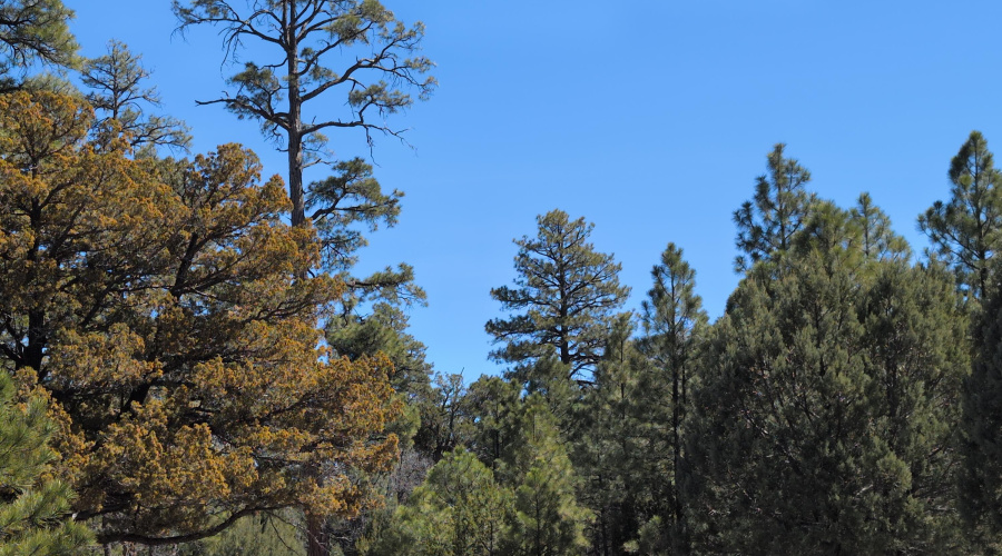 Mature Trees