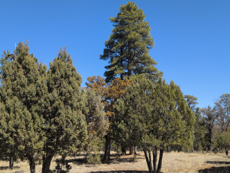 4913 Juniper Drive, Happy Jack, Arizona 86024, ,Land,For Sale,Juniper,93607