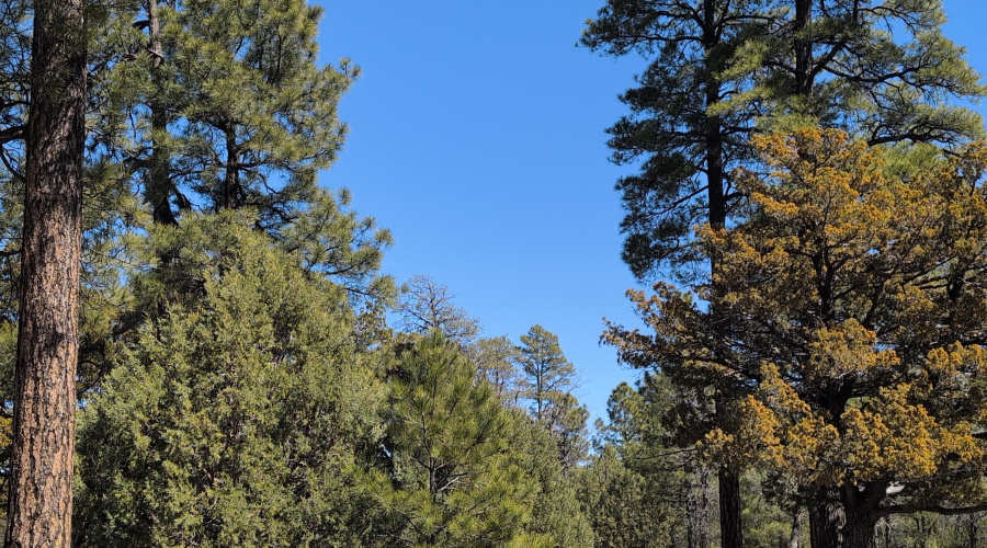 Tall Pines