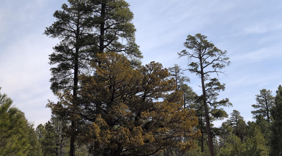 Mixed Trees