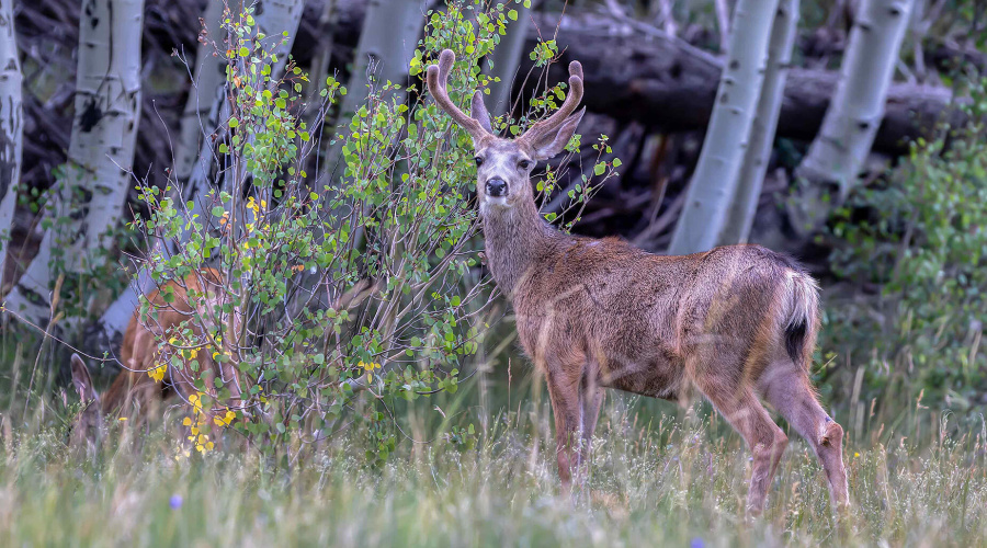 young buck