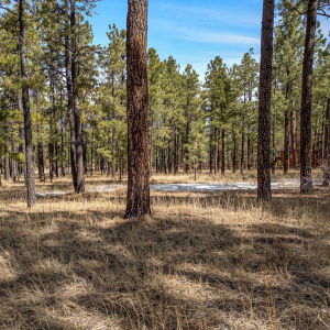 3N1062-Greer-AZ-14