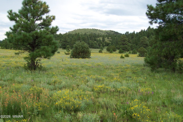 Lot 5 Red Cabin Ranch Unit II, Vernon, Arizona 85940, ,Land,For Sale,Red Cabin Ranch Unit II,260074