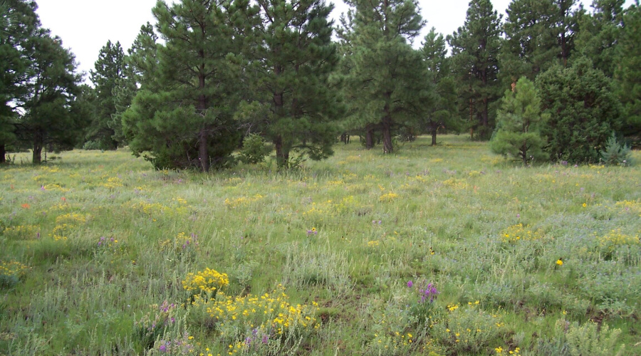 Ranch-Farm054