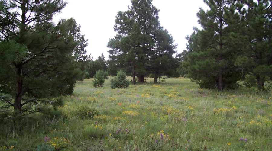 Ranch-Farm055