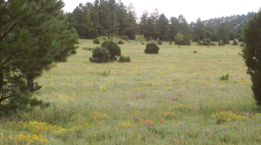Ranch-Farm057