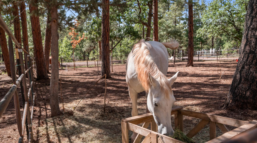 Large horse corral