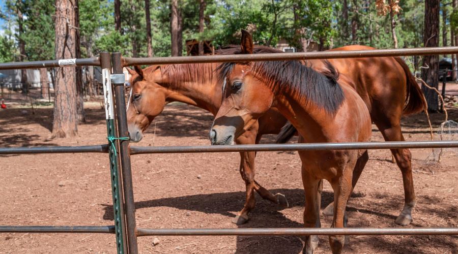 Horses NOT INCLUDED