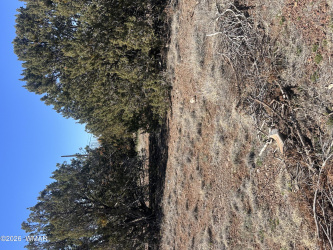 8489 Rifle Drive, Show Low, Arizona 85901, ,Land,For Sale,Rifle,260181