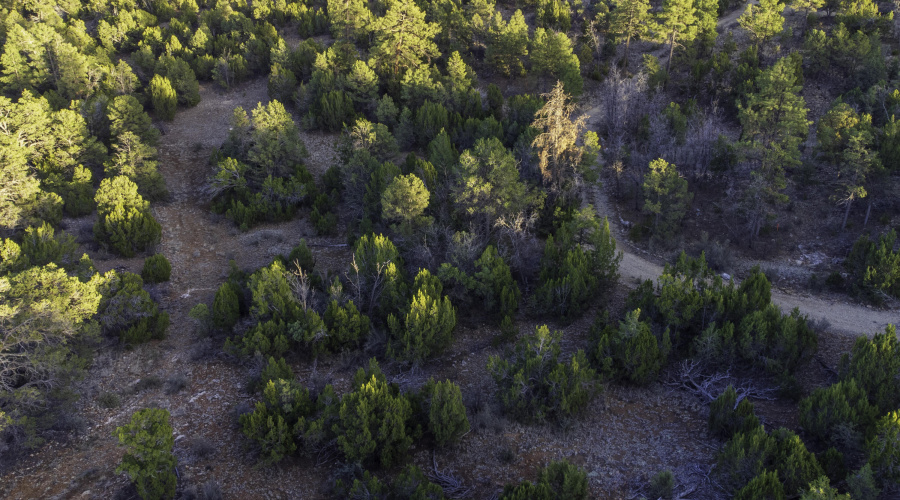 DJI_0442