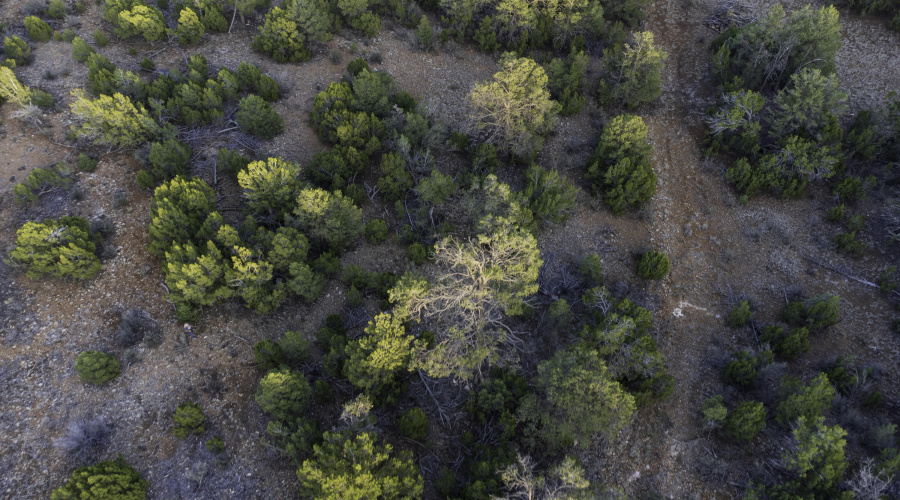 DJI_0460