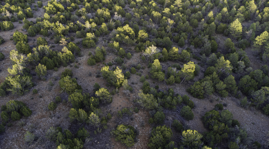 DJI_0474