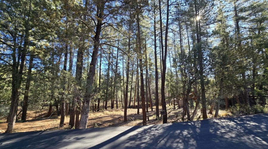 Beautiful Tall Pines
