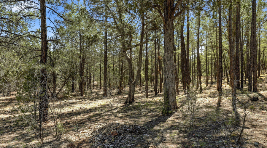 Surrounded by Trees