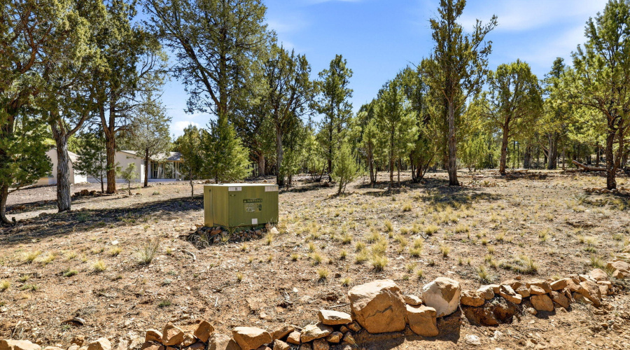 Many Trees on Property
