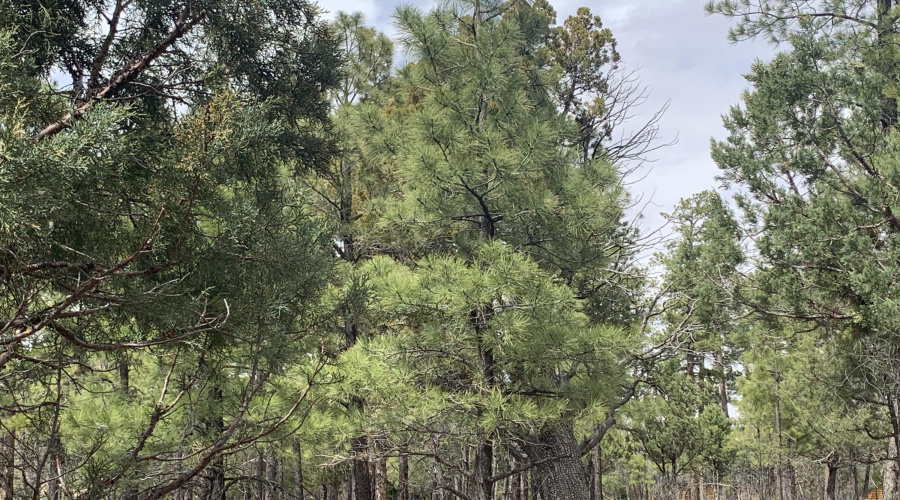 Tall Pines
