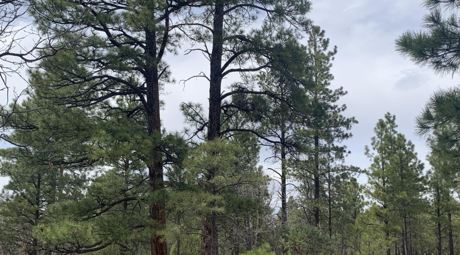 In the trees