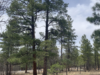 4333 Horseshoe Drive, Happy Jack, Arizona 86024, ,Land,For Sale,Horseshoe,93679