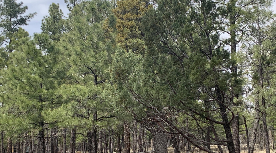 Heavily Treed