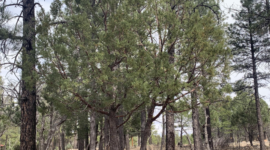Quiet corner Lot